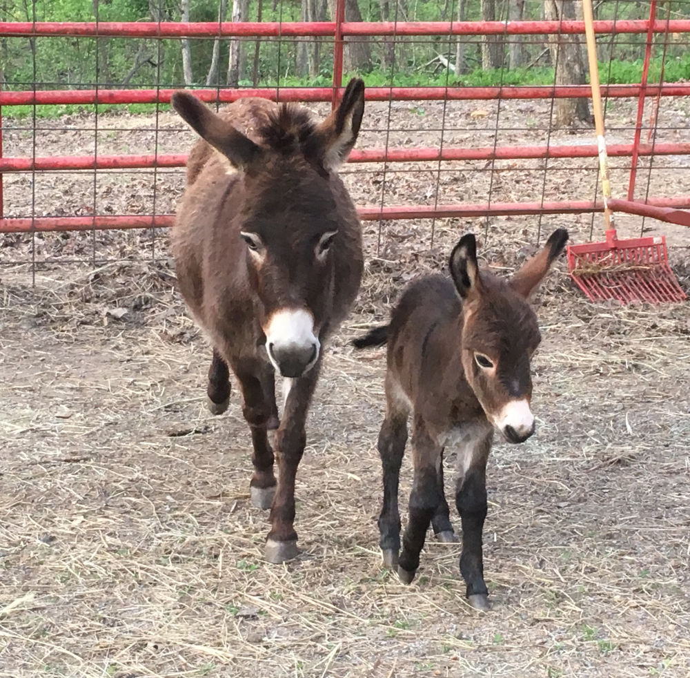 A baby donkey is one of the cutest farm animals, and it's easy to fall...