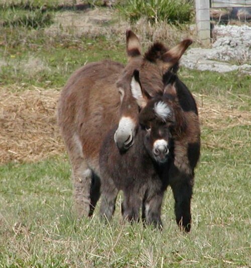 New Foals at the Little Friends Ranch, Miniature Donkey, Miniature ...